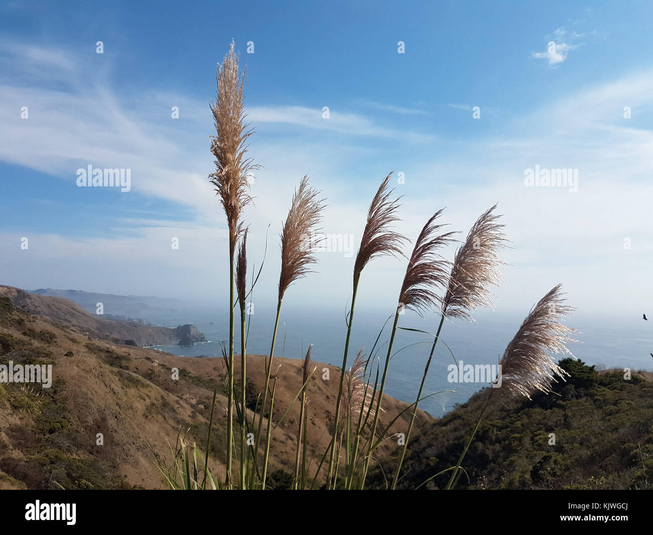 The coast of Sonoma County appears behind reed in North California at ...