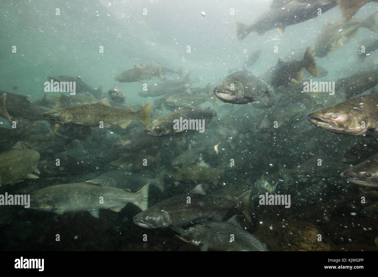 Underwater picture of many salmon swiming in the river during the spawning season. Taken near Chilliwack, East of Vancouver, British Columbia, Canada. Stock Photo