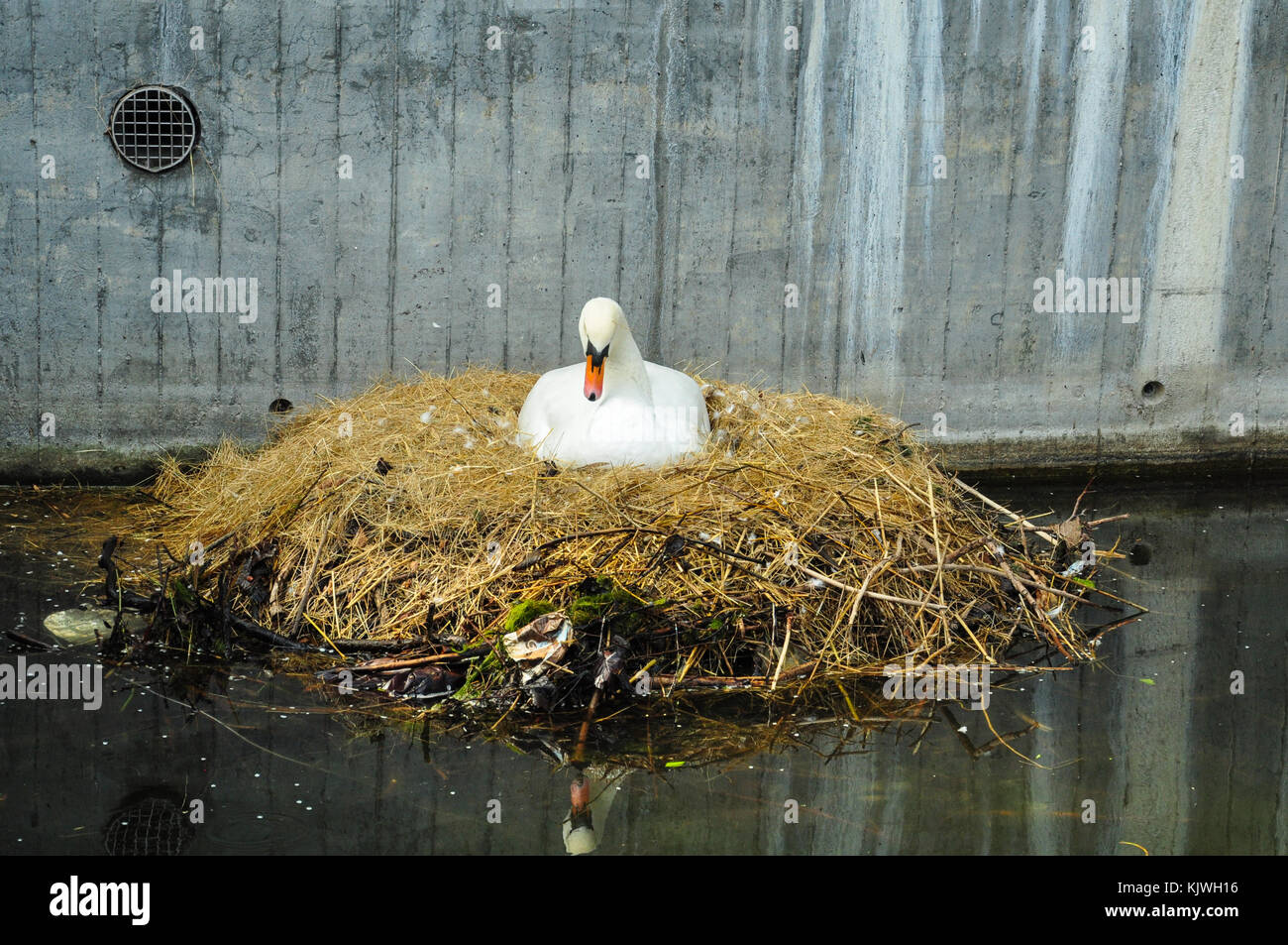 White swan nesting on a city canal/urban wildlife/white swan nesting against a concrete canal wall/swan nest Stock Photo