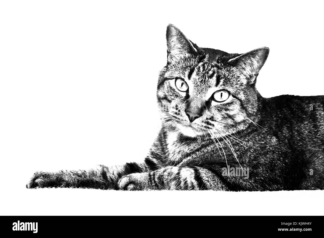 A cat in black and white, isolated on white background Stock Photo - Alamy
