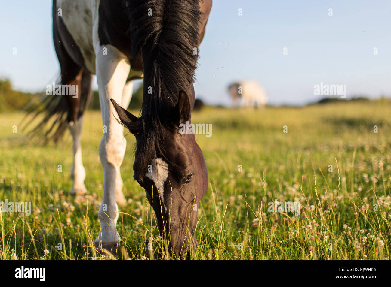 Black and white pinto horse eating grass on field at summer time Stock