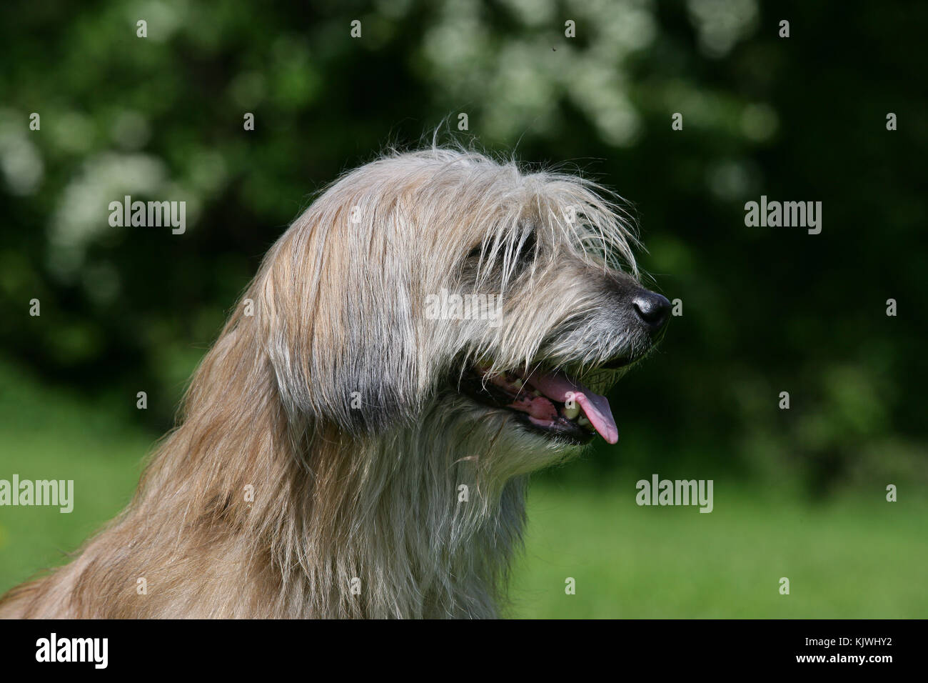 Labrit Stock Photos Labrit Stock Images Alamy