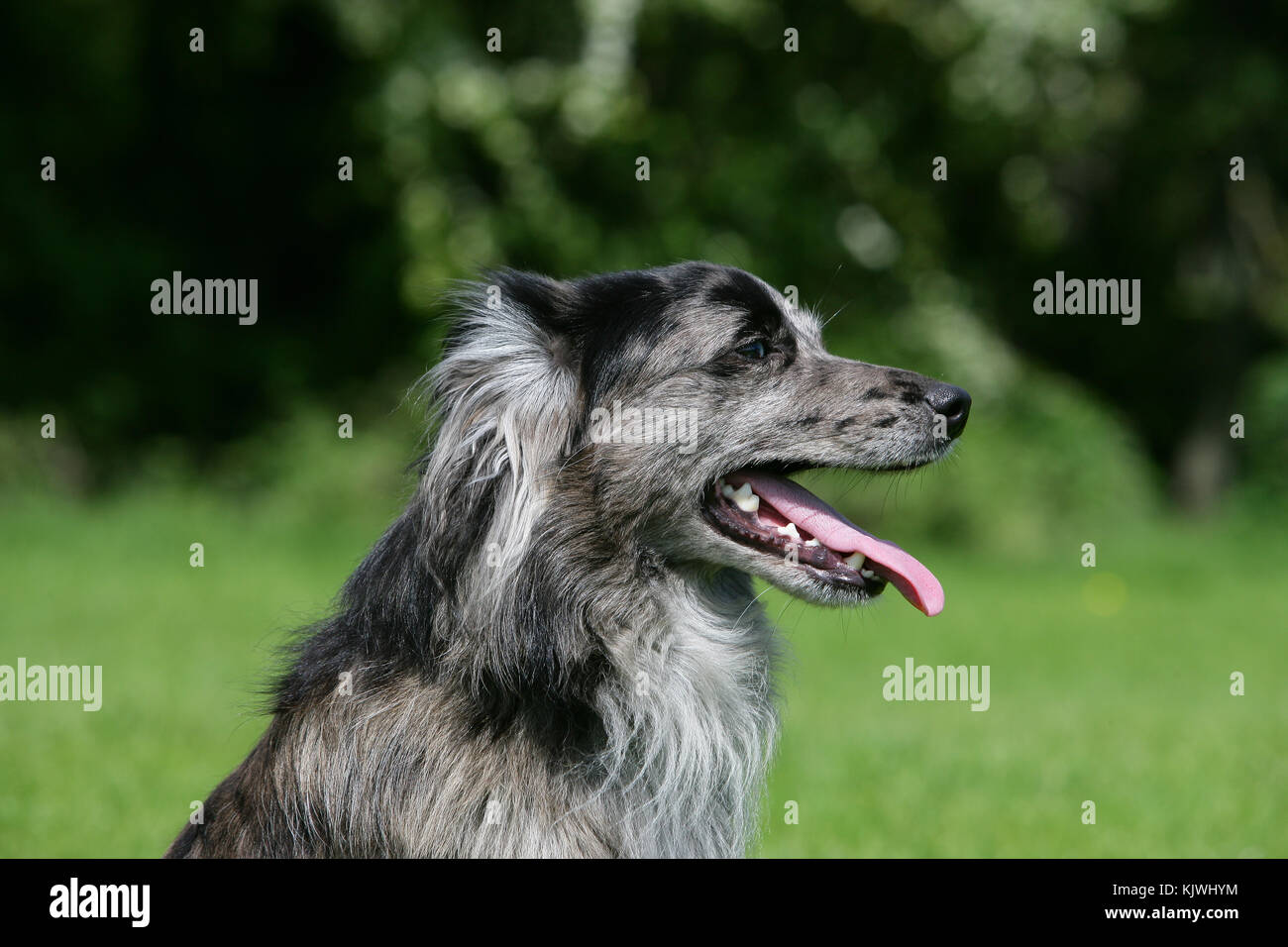 smooth faced pyrenean shepherd