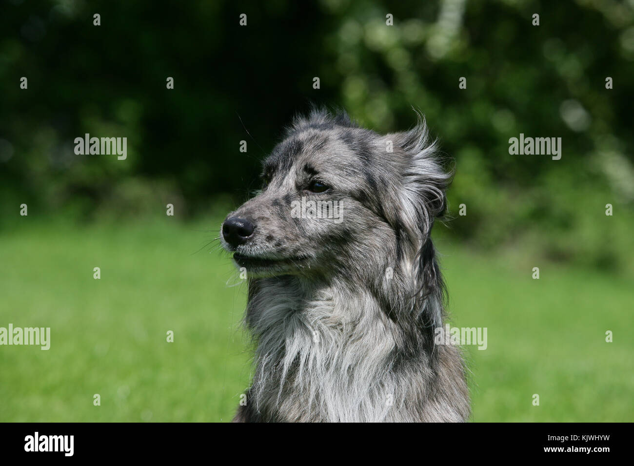 smooth faced pyrenean shepherd