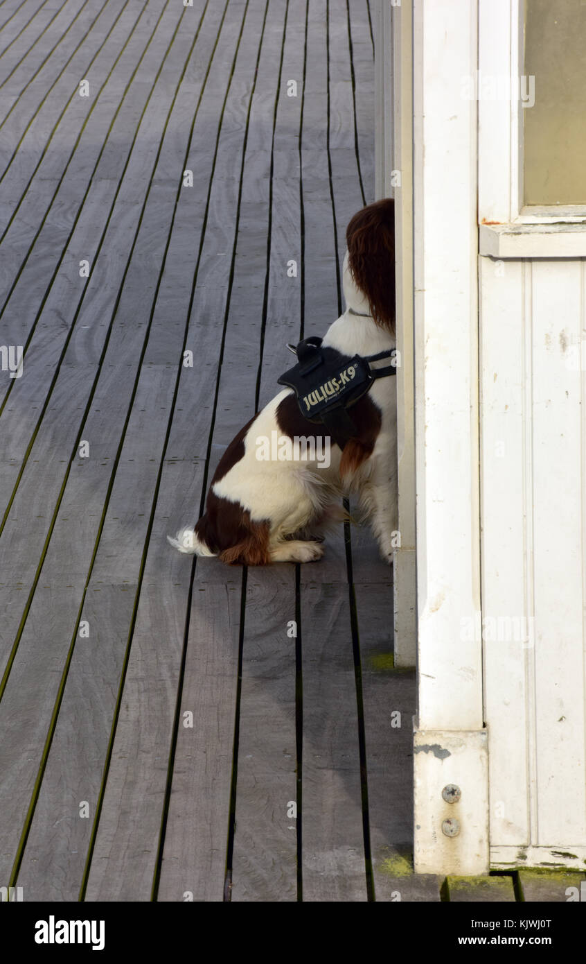 julius k9 springer spaniel