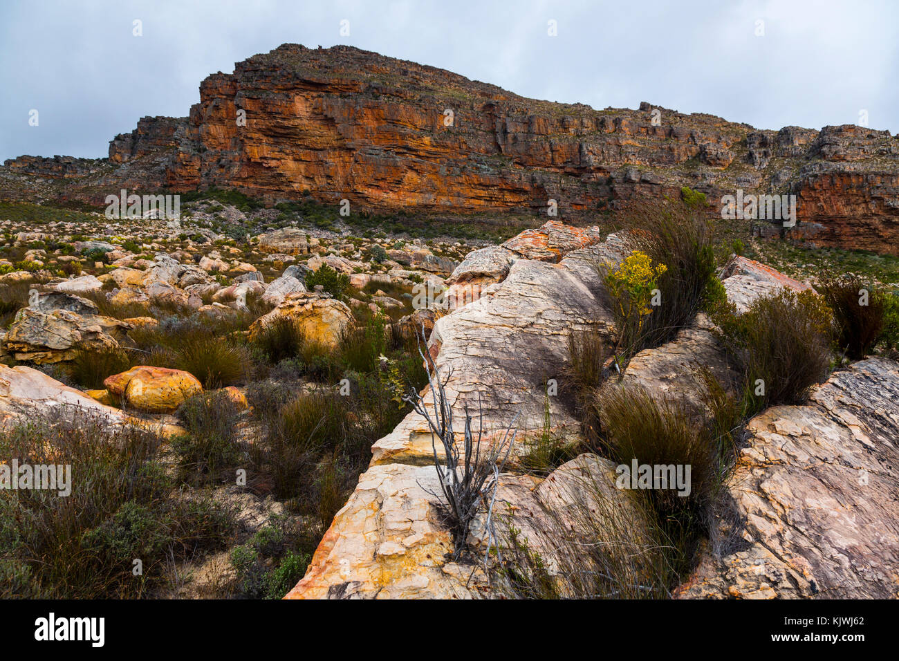 Pakhuis Pass, Wildflowers, Clanwilliam, Cederberg Mountains, Western