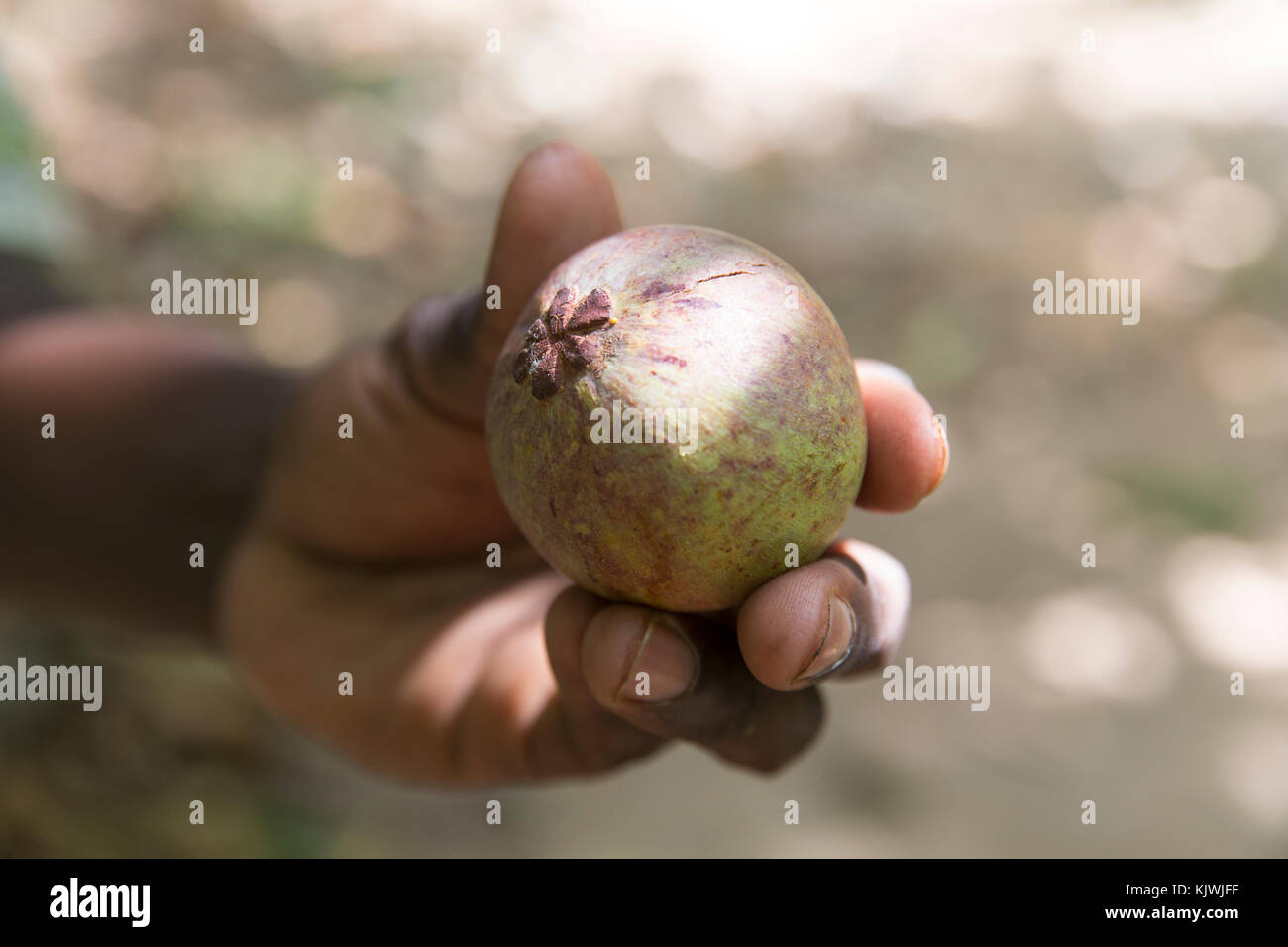 Zanzibar, Tanzania; Mangosteen just picked at a spice farm on the