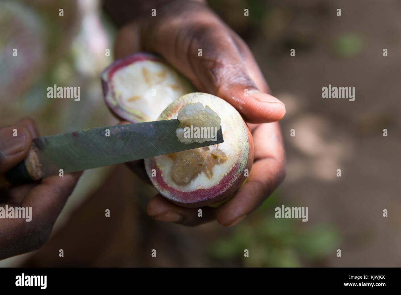 Zanzibar, Tanzania; Mangosteen just picked at a spice farm on the