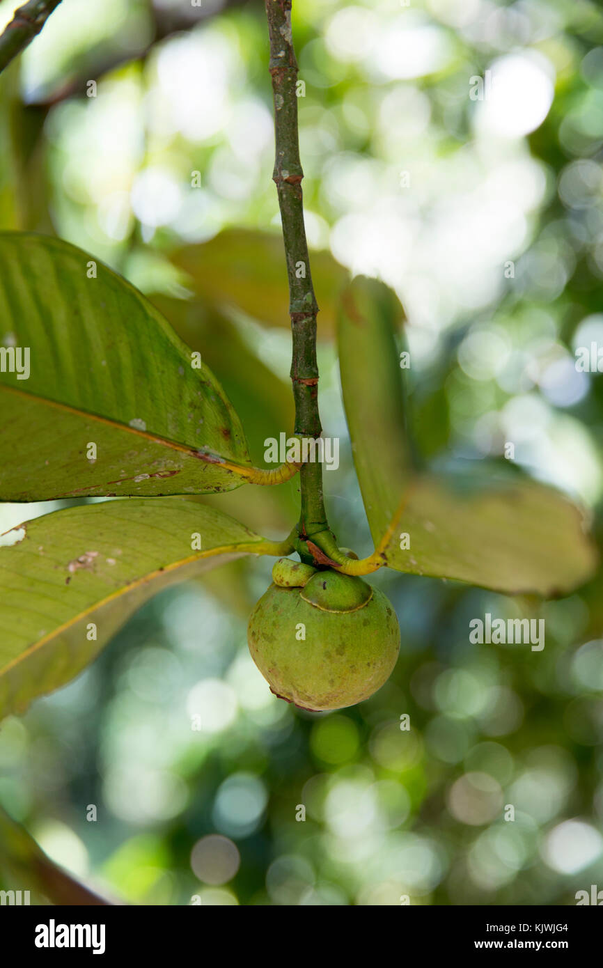 Zanzibar, Tanzania; Mangosteen ready to be picked at a spice farm on
