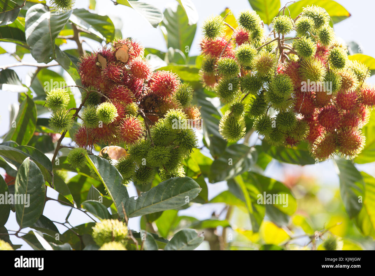 Zanzibar, Tanzania; Lychee fruit growing at a spice farm on the island. Stock Photo