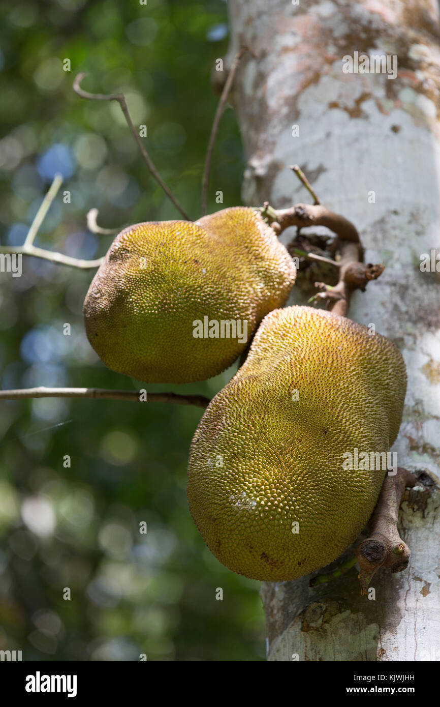 Zanzibar, Tanzania; Jackfruit growing at a spice farm on the island. Stock Photo
