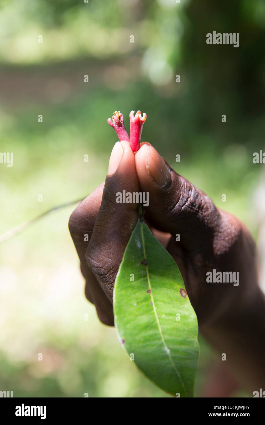 Zanzibar, Tanzania; Cloves growing at a spice farm on the island