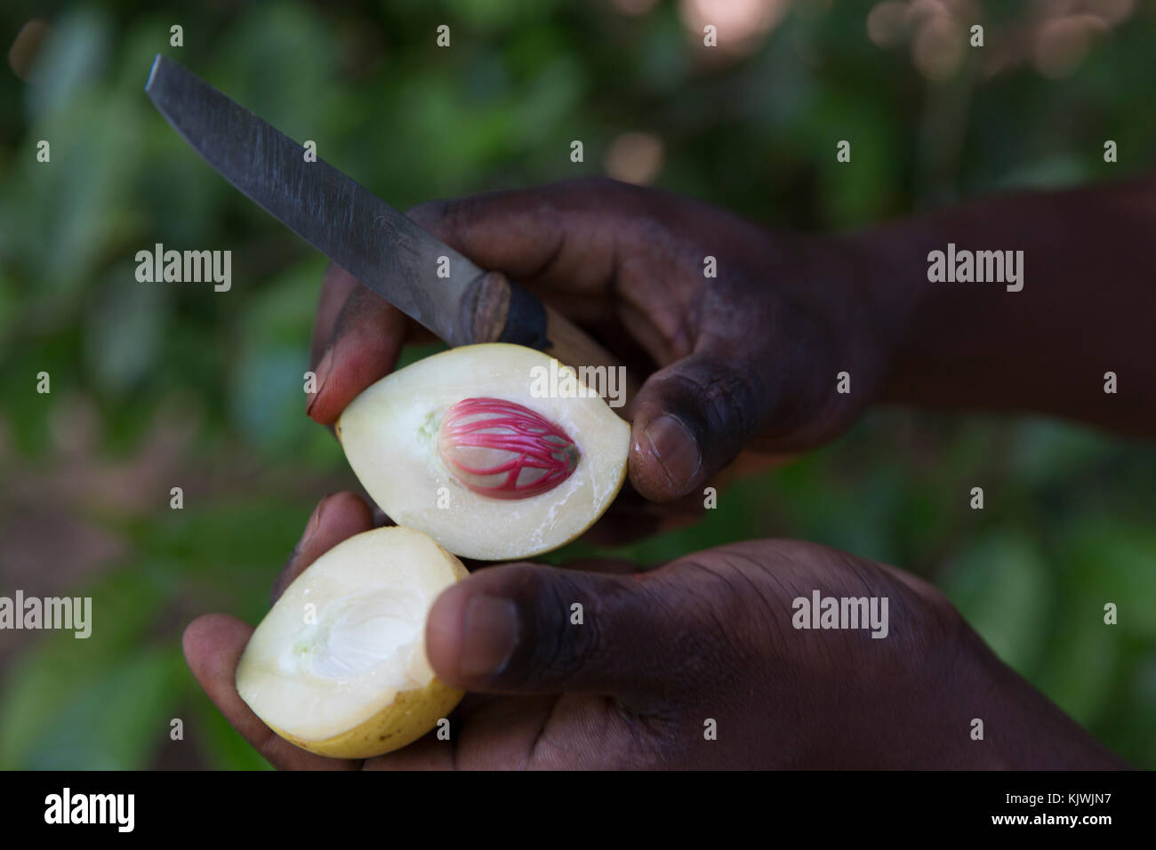 Zanzibar, Tanzania; A spice farmer cuts open a nutmeg pod to reveal the