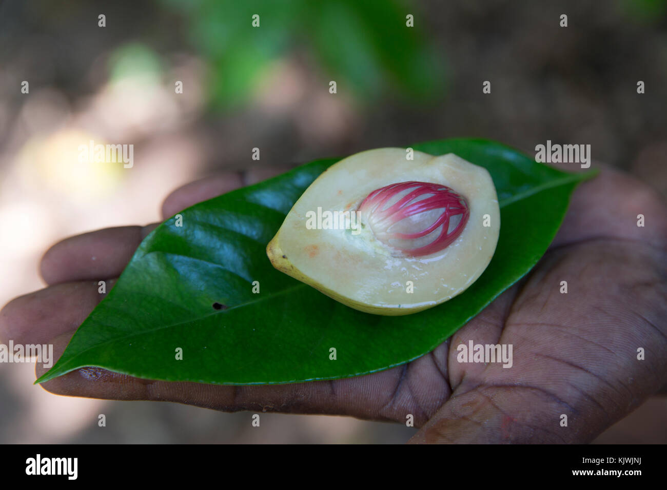 Zanzibar, Tanzania; A spice farmer cuts open a nutmeg pod to reveal the