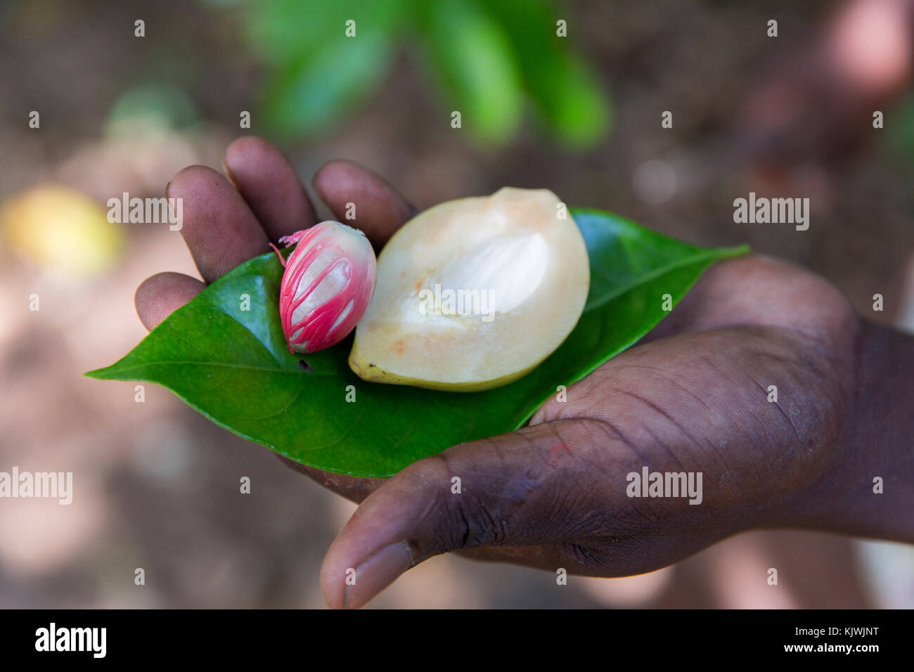 Zanzibar, Tanzania; A spice farmer cuts open a nutmeg pod to reveal the