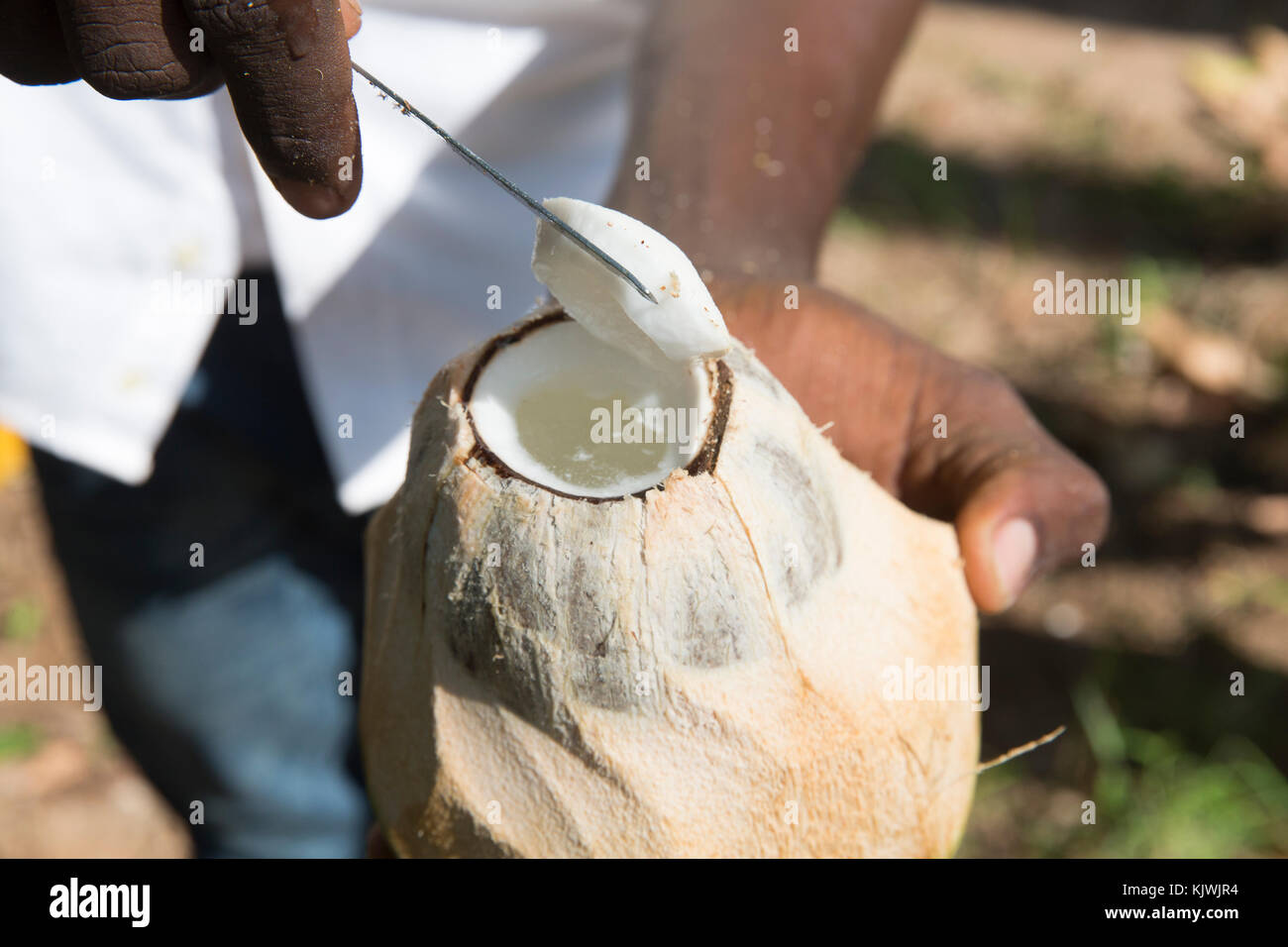 Zanzibar, Tanzania; A young farmer cuts open a coconut he has just picked on a spice farm on the island. Stock Photo