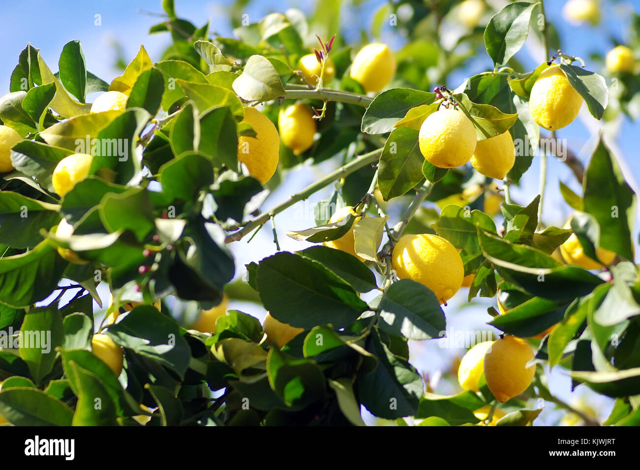 yellow lemons on lemon tree Stock Photo Alamy