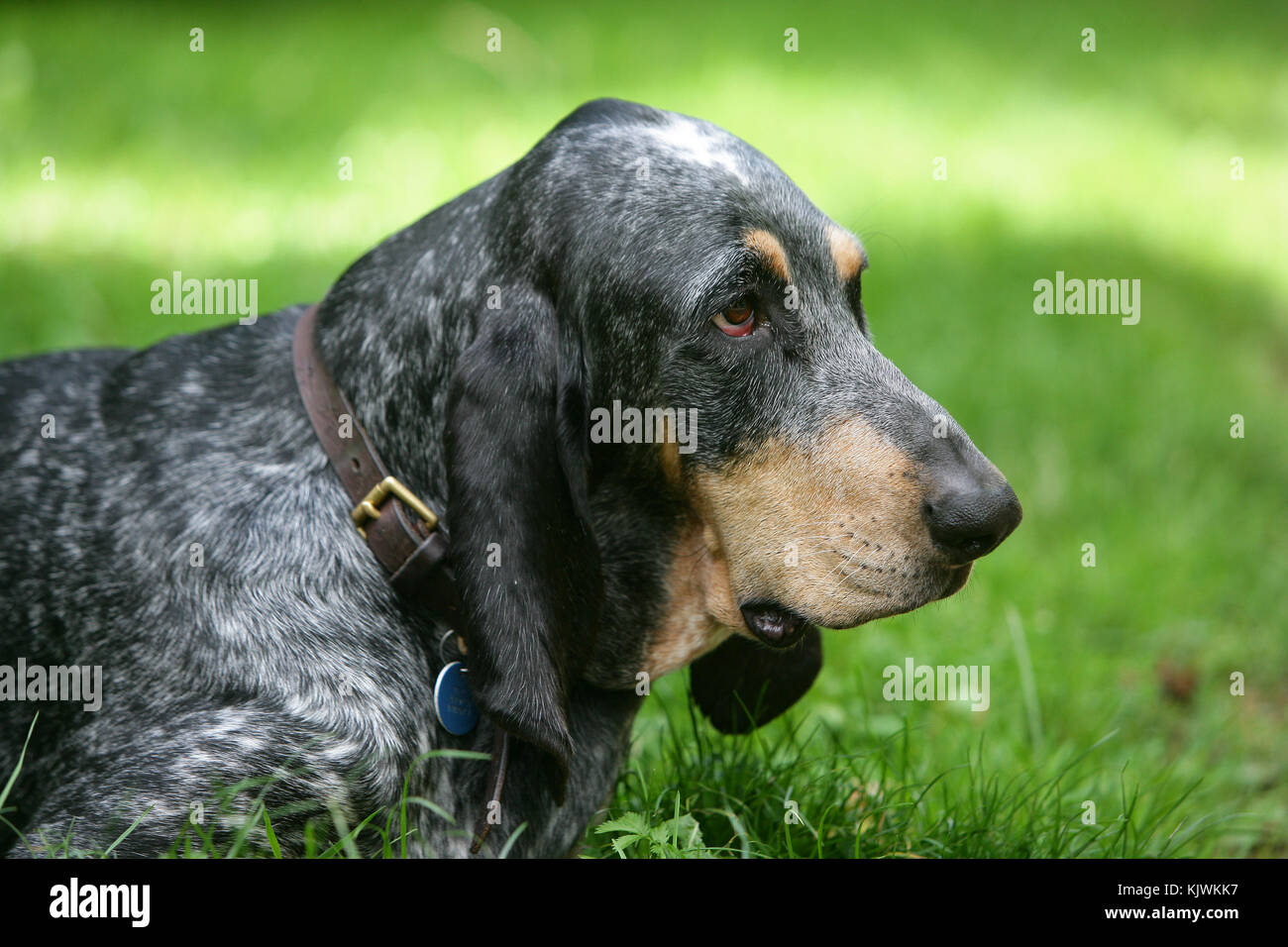 Grand Bleu De Gascogne Large Blue Gascony Hound Blue Gascony