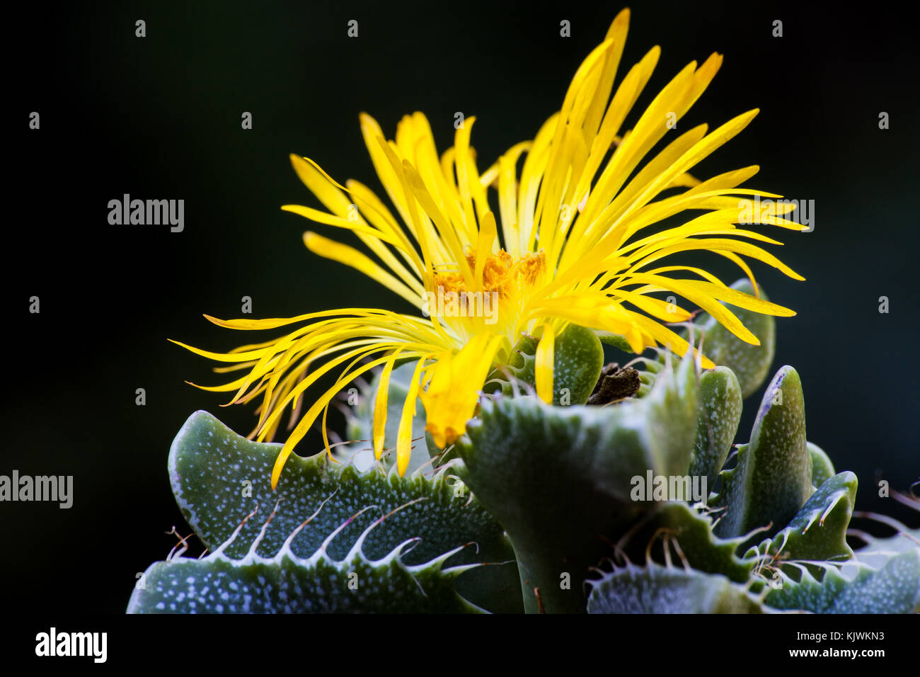 Tigers Jaw (Faucaria tigrina 2 Stock Photo