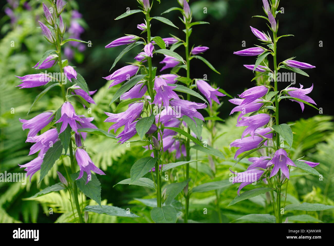 blossoming violet campanula flowers on a meadow Stock Photo