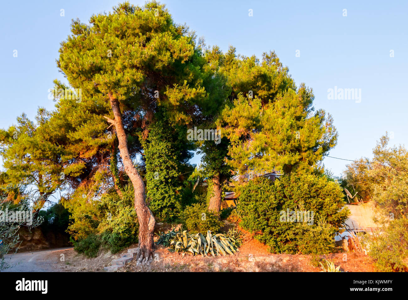 Aloe Vera plant is growing in her natural habitat, confiner tree with