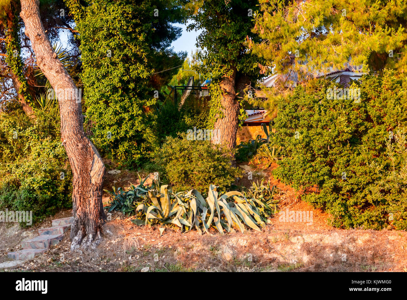 Aloe Vera plant is growing in her natural habitat, confiner tree with  extreme terrain Stock Photo - Alamy
