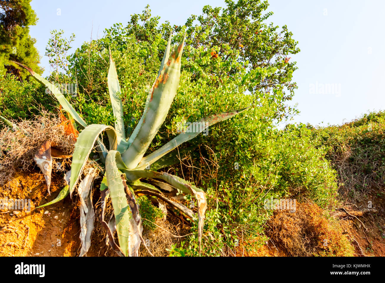 Aloe Vera plant is growing in her natural habitat, environment with