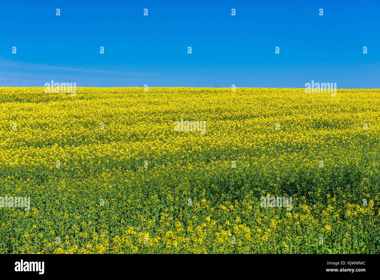 Rapeseed field in West Pomeranian Voivodeship of Poland Stock Photo - Alamy