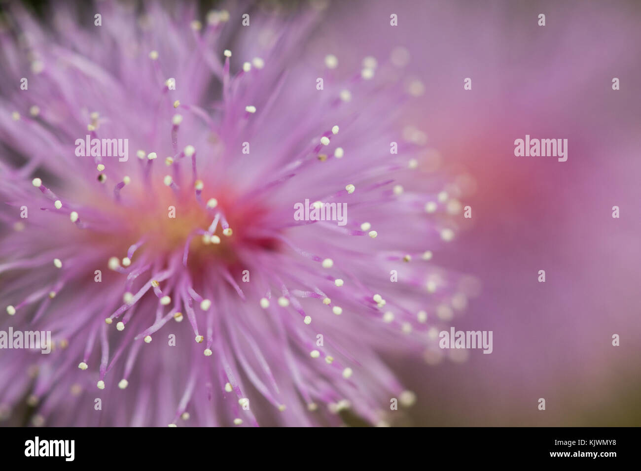 Mimosa pudica, (Nidikumba Flower) Stock Photo