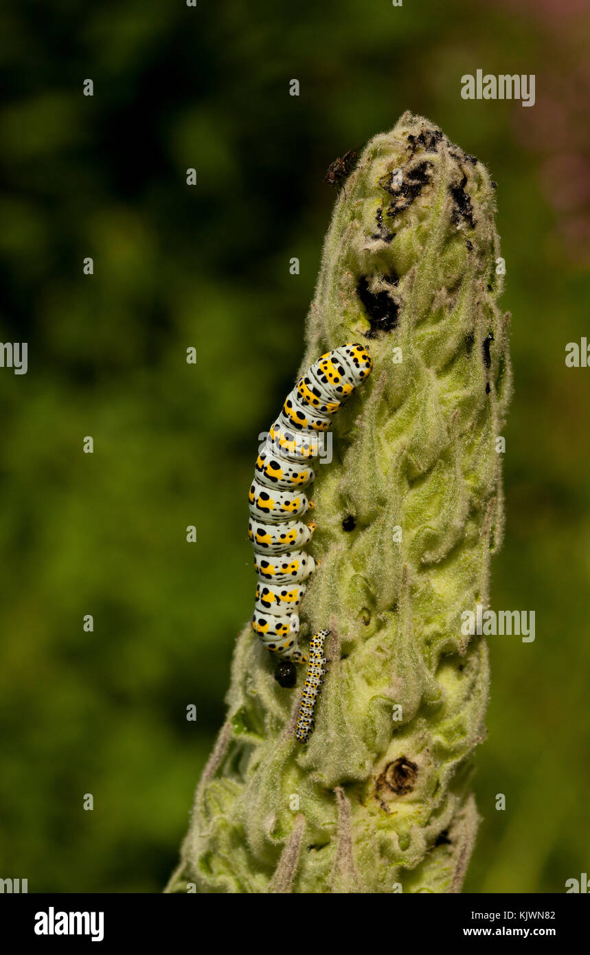 Adult and young Mullein Moth Caterpillar on a Verbascum plant Stock Photo