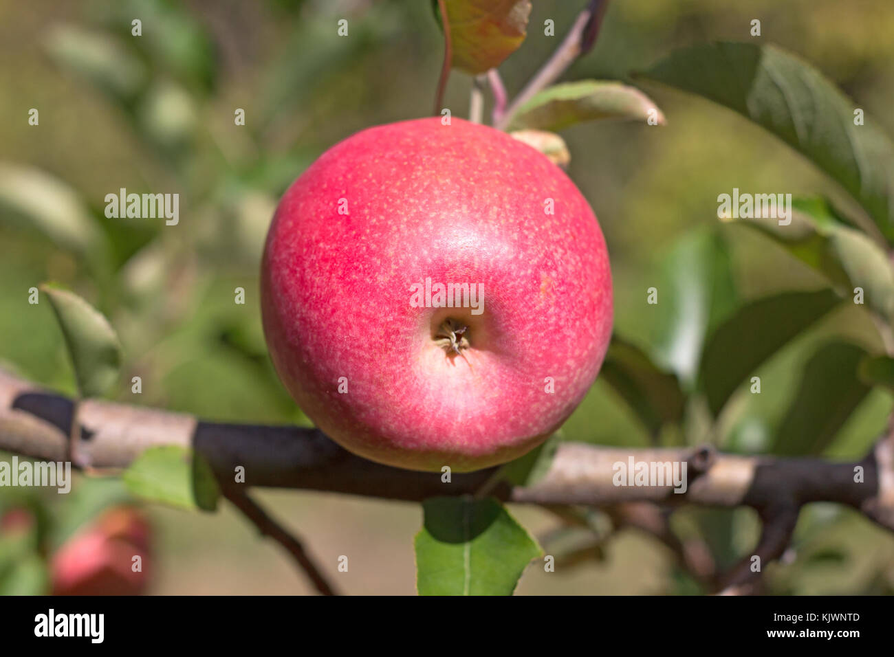 Close-up of apple calyx. Ripe Fiji apple on a branch in late October. Stock Photo