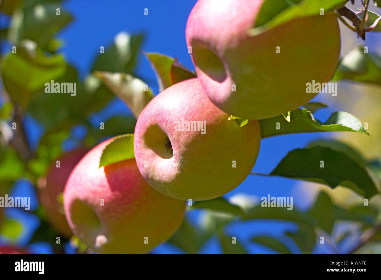 Apple tree branch with apples against a blue sky. Fiji apples on a branch in late October. Stock Photo