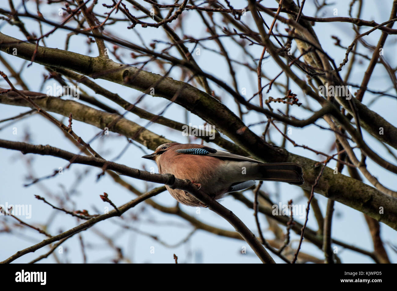 Jay sitting in a treetop in Bedelands Nature Reserve, West Sussex Stock Photo