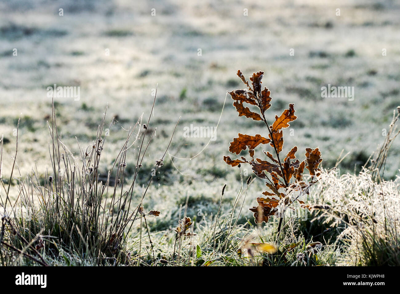 Bright and frosty winter morning in Bedelands Nature Reserve West Sussex Stock Photo