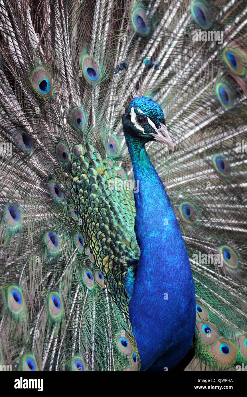 Peacock Feathers, eyes and heads are glorious riots of colour made remarkable by natural evolution and animal competition. Stock Photo