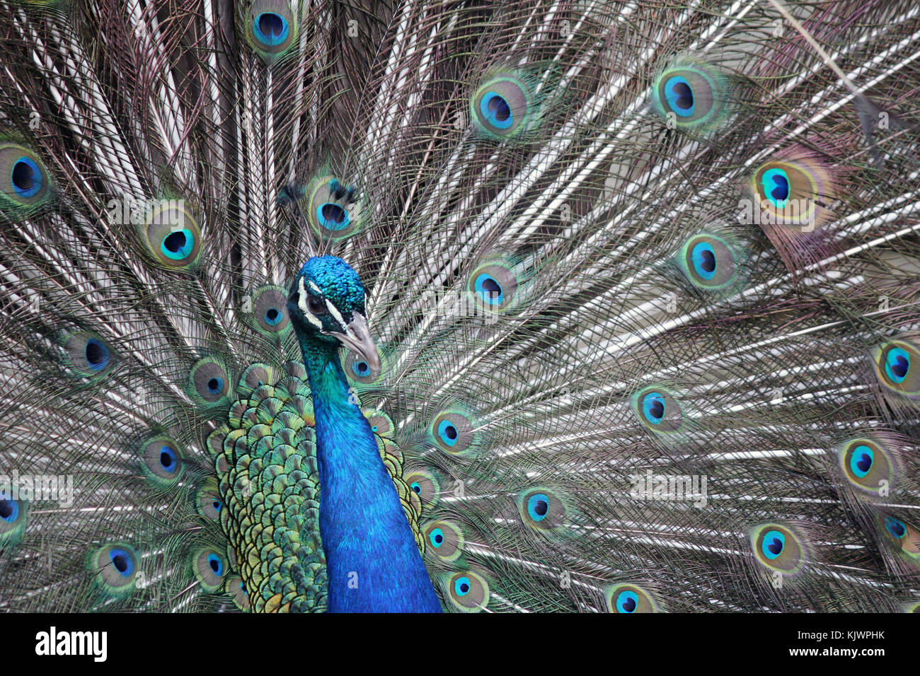 Peacock Feathers, eyes and heads are glorious riots of colour made ...