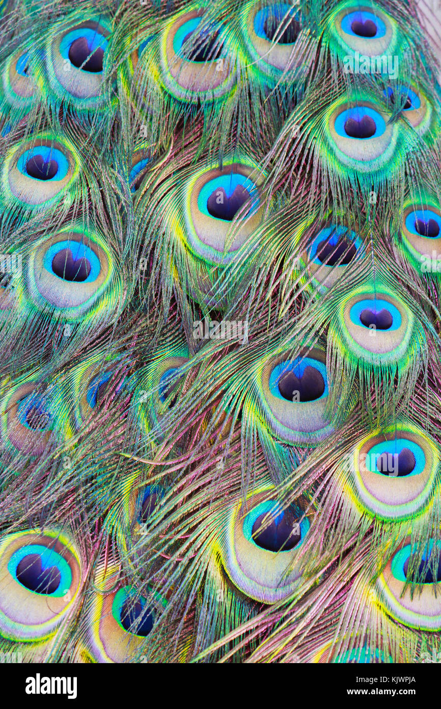 Peacock Feathers, eyes and heads are glorious riots of colour made remarkable by natural evolution and animal competition. Stock Photo