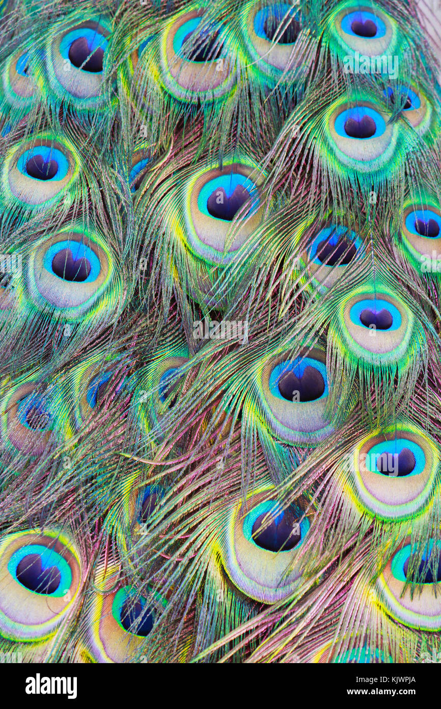 Peacock Feathers, eyes and heads are glorious riots of colour made