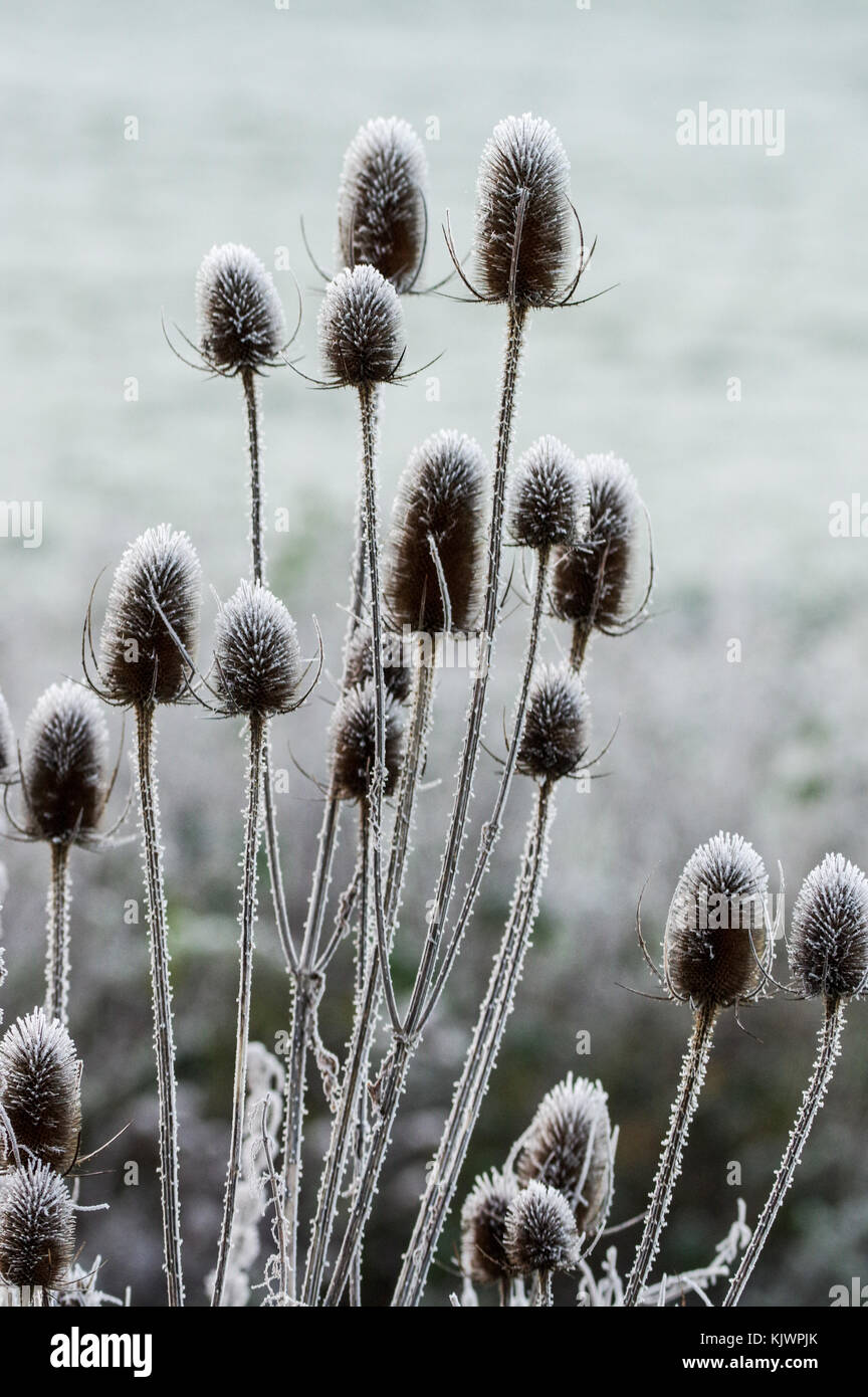 Frost covered wild teasel in West Sussex Stock Photo