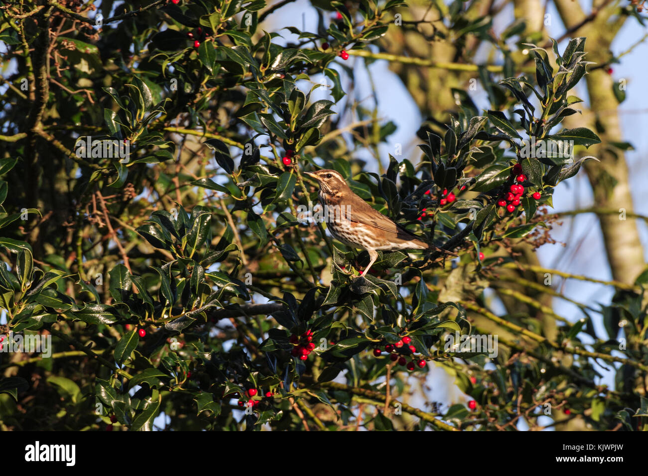 Redwing feeding on a winterberry holly in West Sussex Stock Photo