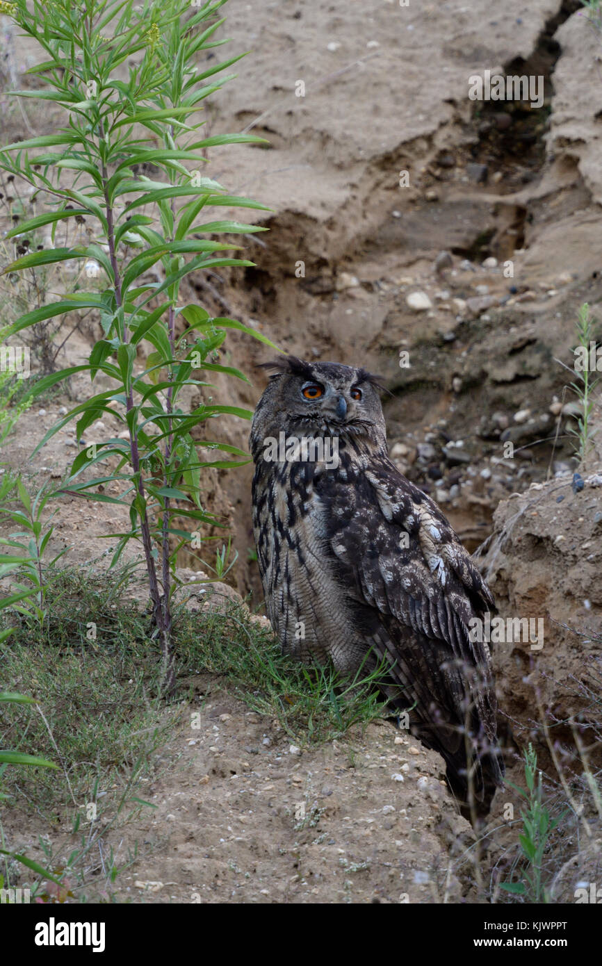 Eurasian Eagle Owl ( Bubo bubo ), adult bird, resting over day in a gravel pit, turning its head, watching back for its chicks, wildlife, Europe. Stock Photo