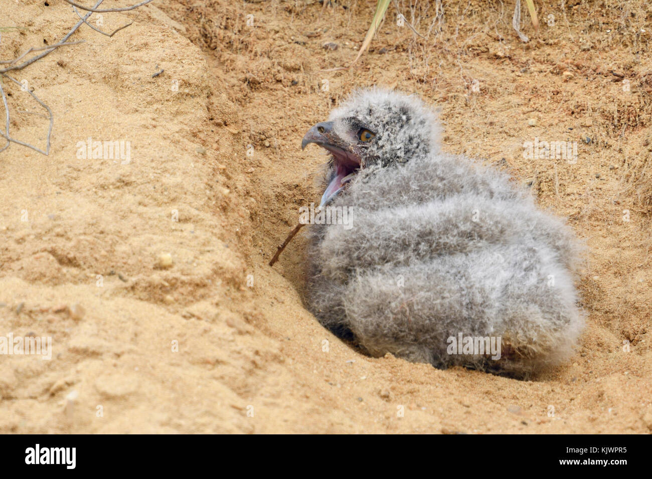 Eurasian Eagle Owl ( Bubo bubo ), very young chick, fallen out of its nesting burrow in a sand pit, helpless, calling, crying, cute, wildlife, Europe. Stock Photo