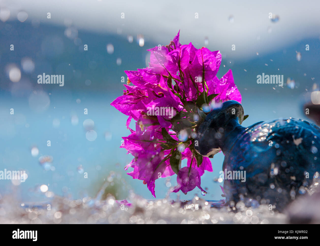 Pink bougainvillea flowers in a vase on a blue background of the sea under the drops of a fountain Stock Photo