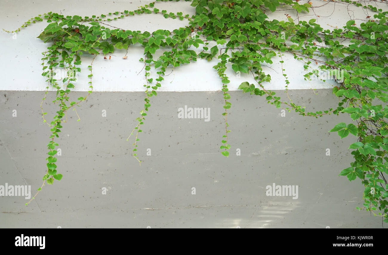 ivy leaves isolated on a white background Stock Photo - Alamy