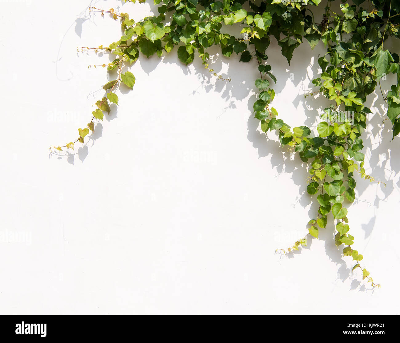 ivy leaves isolated on a white background Stock Photo - Alamy