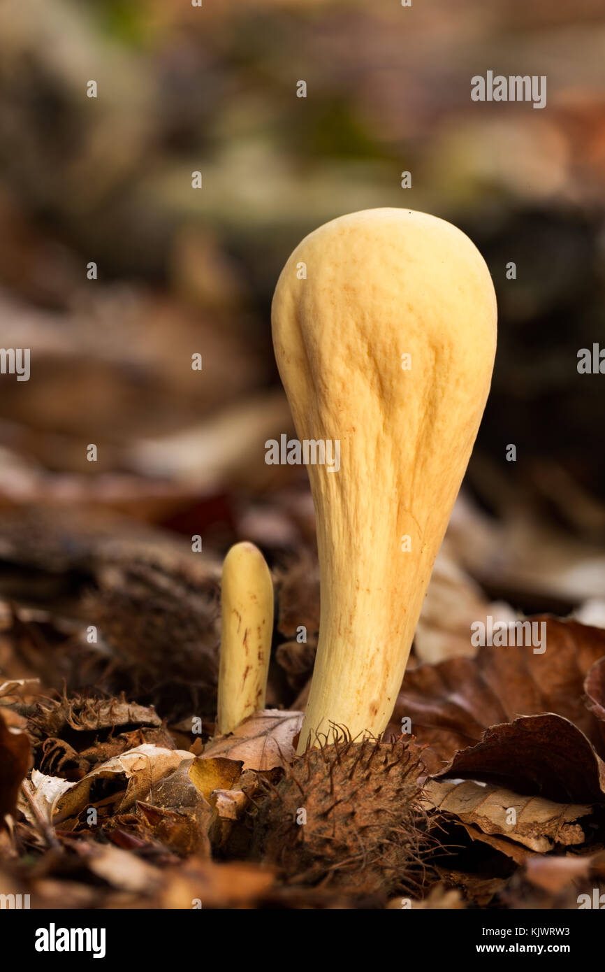 Clavariadelphus pistillaris inedible fungus grows in forests Central Europe Stock Photo
