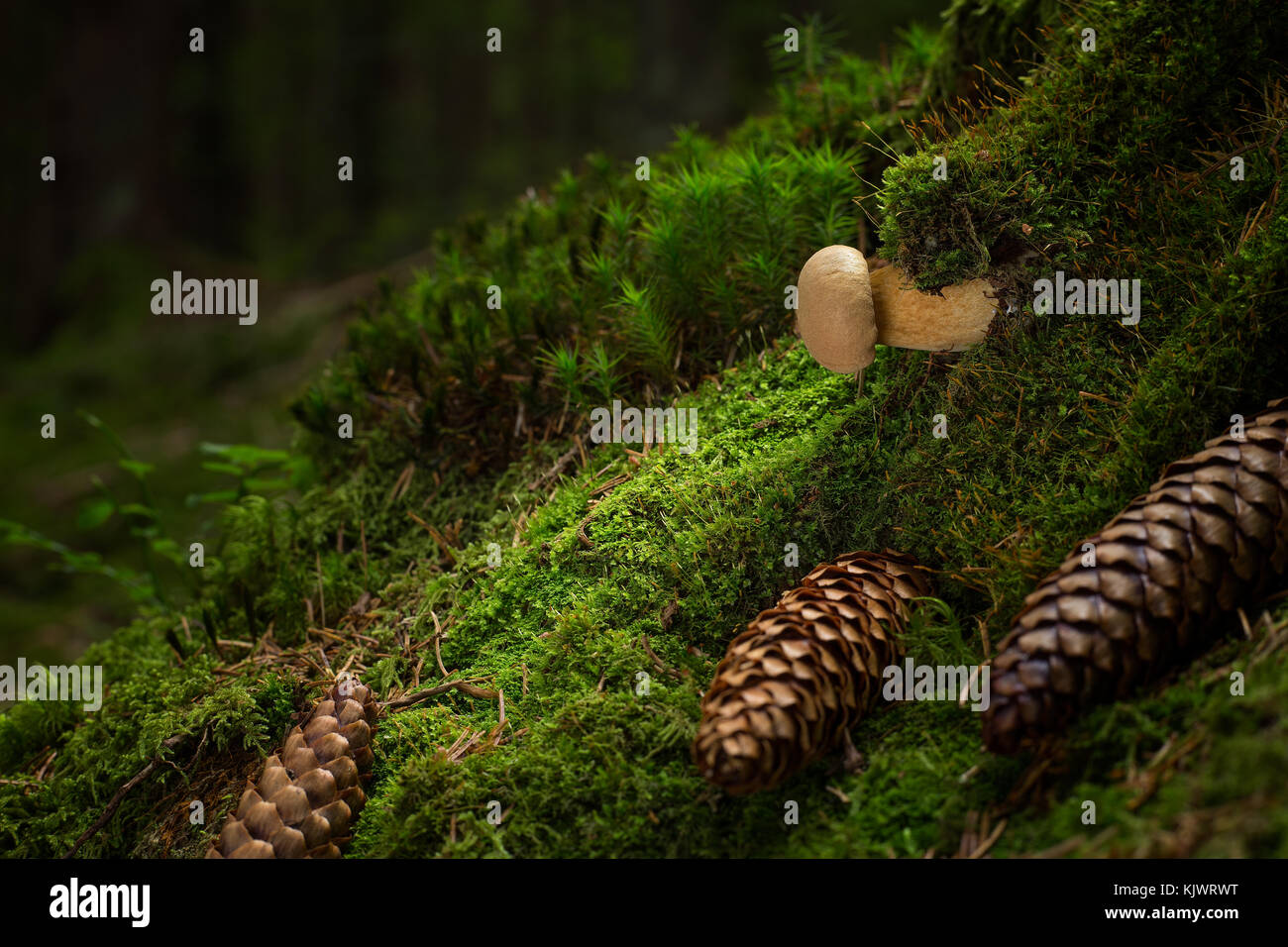 Tylopilus felleus. inedible mushrooms.  Uncultivated  fungi on the moss with cone. Wild forest. Stock Photo