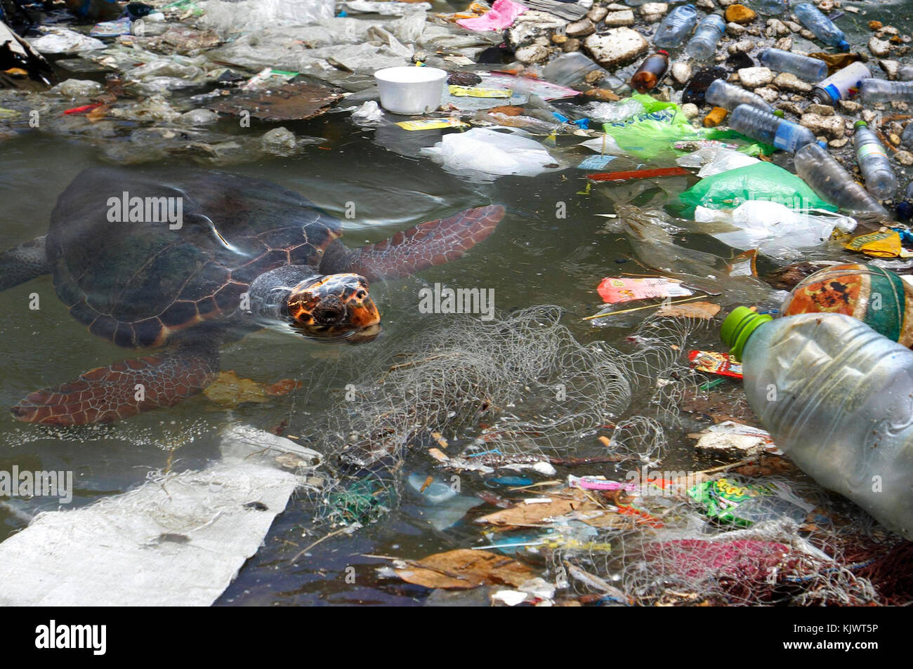 Животные страдают от загрязнений. Загрязнение природы животные. Загрязнение воды с животными. Пластиковое загрязнение воды.