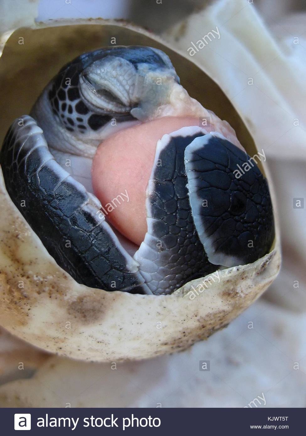 Turtle Hatching Egg Stock Photos & Turtle Hatching Egg Stock Images Alamy