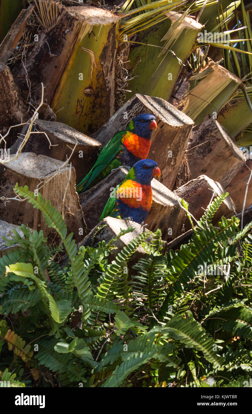 Two Australian native rainbow lorikeet parrot birds sitting in tree Stock Photo